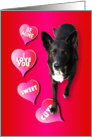 Valentine Greeting with Lovable Dog card