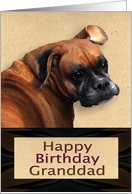 Happy Birthday Grandad Boxer Dog card
