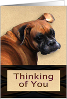 Thinking of You Boxer Dog Card