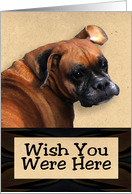 Wish You Were Here Boxer Dog card