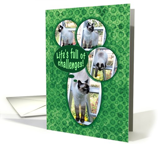 Encouragement for Life's Challenges Cat card (802433)