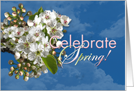 Celebrate Spring White Flower Blossoms card
