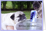 Pugs birthday card