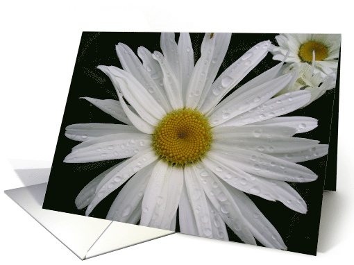 Daisy up close card (479217)