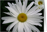 Daisy up close card
