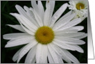 Daisy up close card