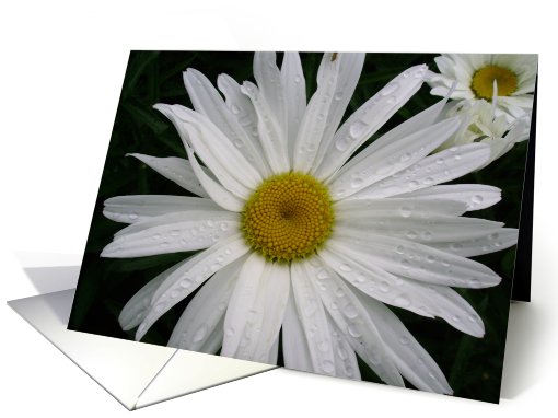 Thank you Daisy card (480495)