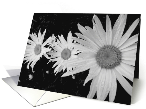 Black and white daisy card (483656)