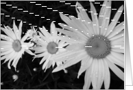 Black and white daisy card