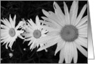 Black and white daisy card