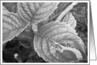 Black and white leaves card