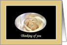 Thinking of you, White Rose card
