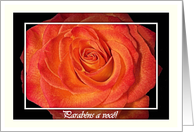 Portuguese Birthday, Blaze Orange Rose and White card