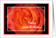 Happy June Birthday, Blaze Rose card