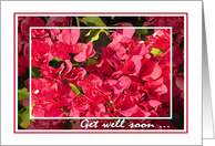 Get Well, Red Bougainvilleas card