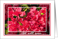 Get Well fom All of Us, Red Bougainvilleas card