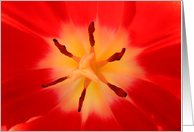 Tulip card