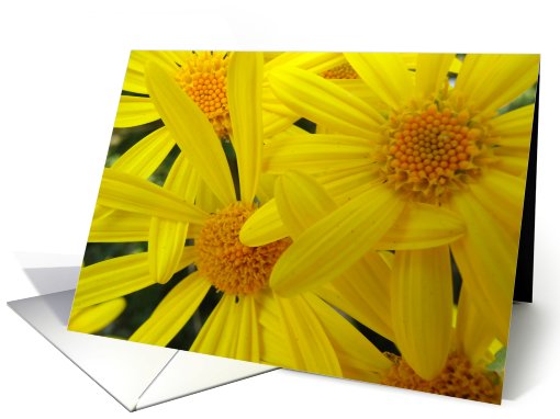 Three Yellow Daisies card (430850)