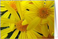 Three Yellow Daisies card