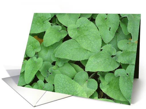 Leafy Greens card (430852)