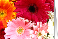 Mixed Gerberas