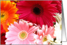 Mixed Gerberas card