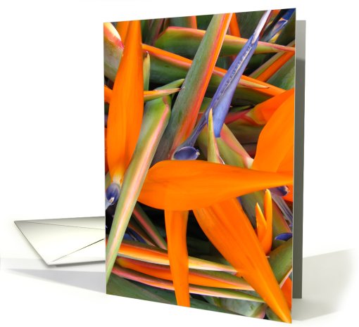 Bird of Paradise card (431685)