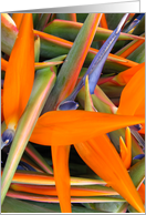 Bird of Paradise card