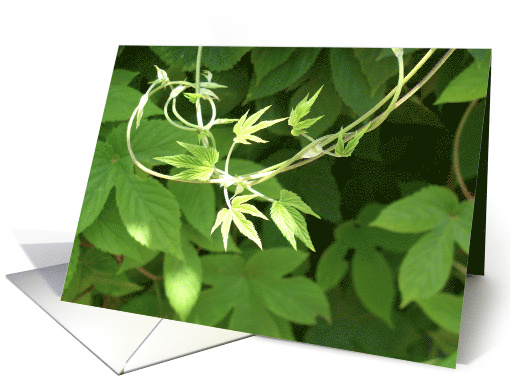 Green on Green card (434543)