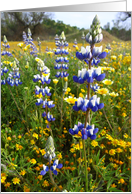Lupine card