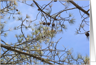 Pinecones card