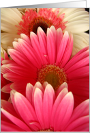 Pink and White Gerberas card