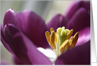 Always Blooming card