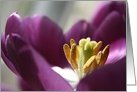 Always Blooming card