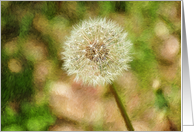 Dandelion
