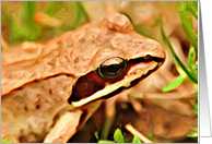 Wood Frog card