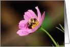 Busy as a Bee card