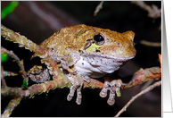 Treefrog card