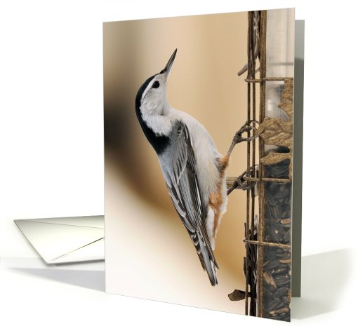 Nuthatch card (436287)