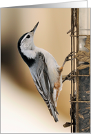 Nuthatch card