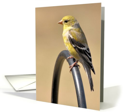Golden Finch card (437633)