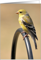 Golden Finch card