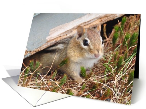 Chipmunk card (437634)