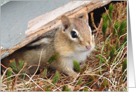 Chipmunk card