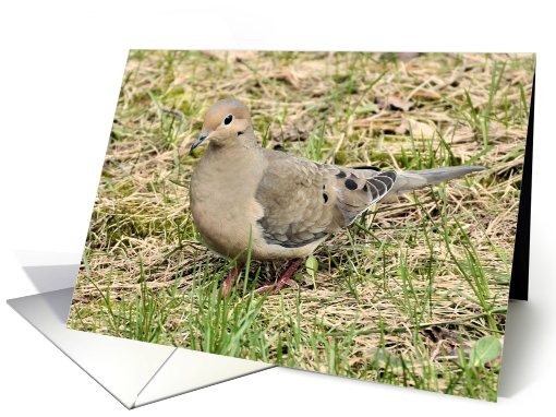 Mourning Dove card (437636)