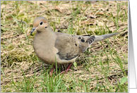 Mourning Dove card