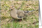 Mourning Dove card