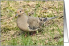 Mourning Dove card