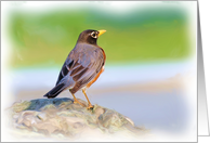 Robin card