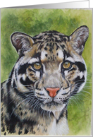 Clouded Leopard card